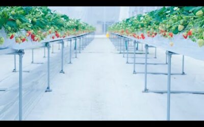 Social Enterprise in Tōhoku: Smart Strawberries