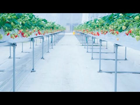 Social Enterprise in Tōhoku: Smart Strawberries